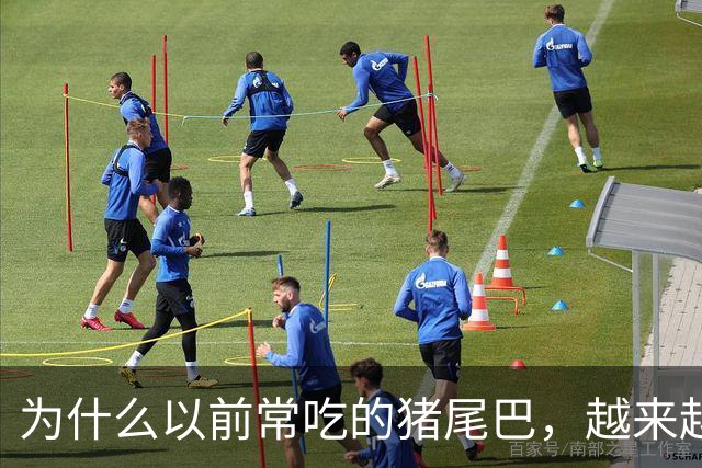 为什么以前常吃的猪尾巴，越来越少见了？
